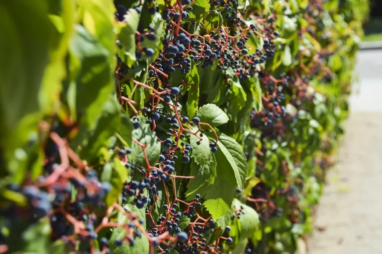 soiuri de vita de vie pentru vin