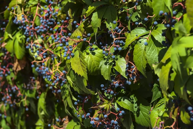soiuri de struguri pentru vin alb