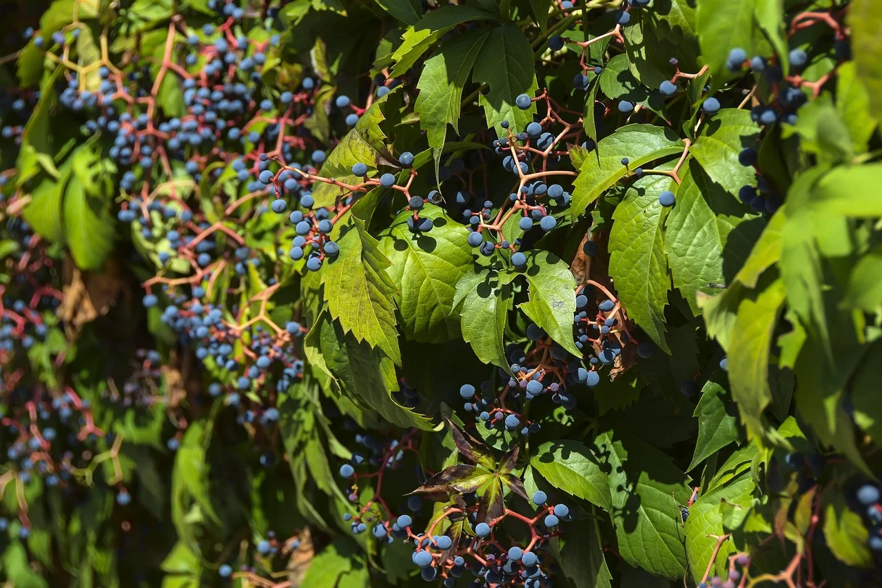 soiuri de struguri pentru vin alb