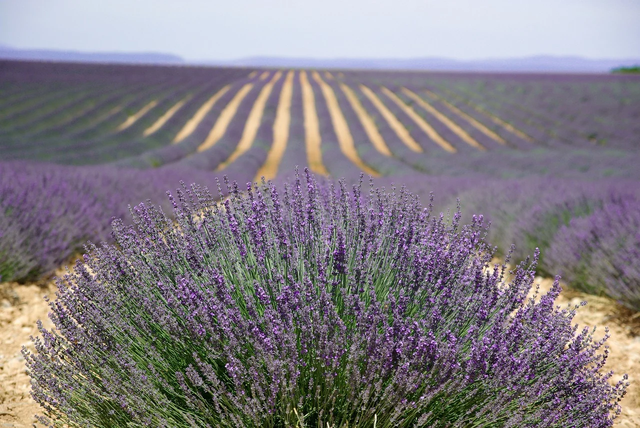 soiuri de lavanda
