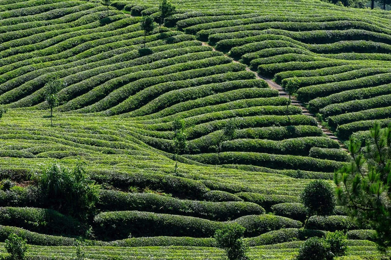 schema de plantare zmeur