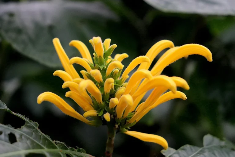 ce se intampla daca nu platesti amenda de la politia locala