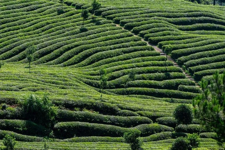 schema de plantare lavanda