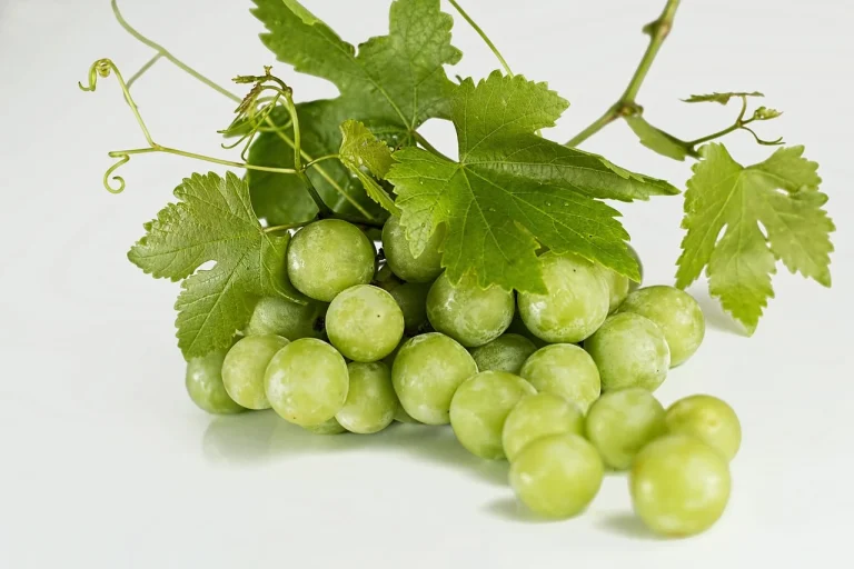 soiuri de struguri de masa rezistente