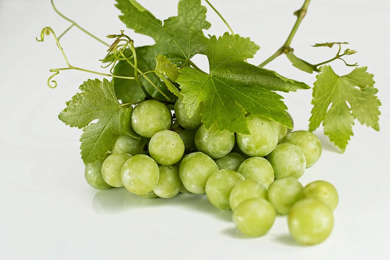 soiuri de struguri pentru vin roze