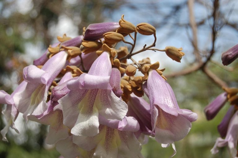 adevarul despre paulownia