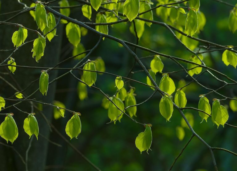 altoirea pomilor primavara
