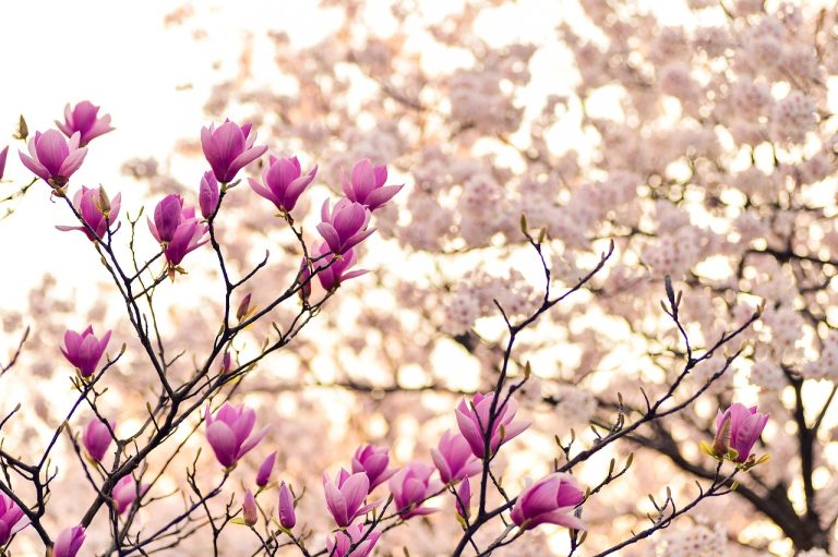 cand se planteaza magnolia