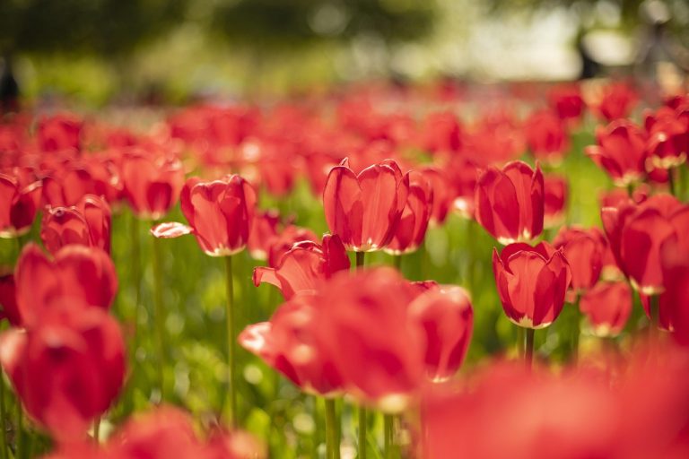 cand se planteaza magnolia din ghiveci
