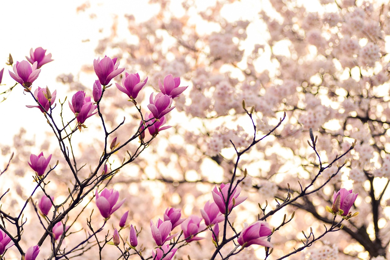 cand se planteaza magnolia
