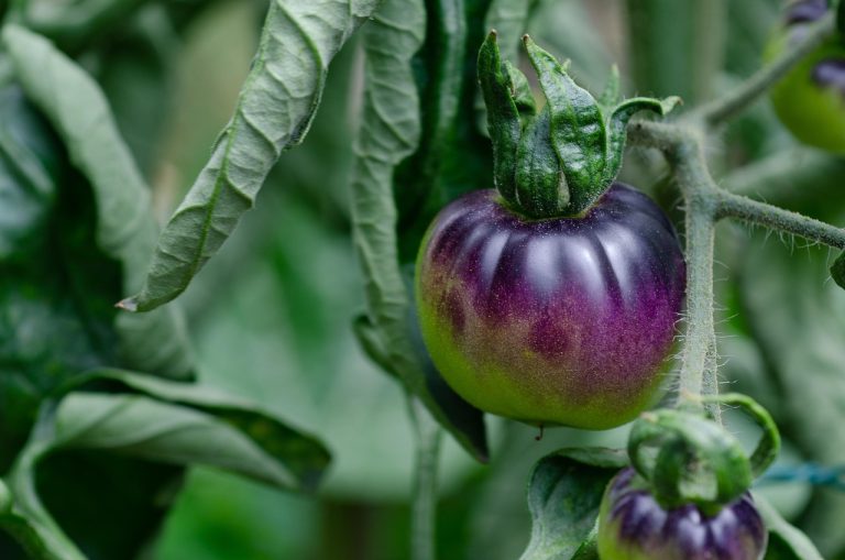 cand se planteaza rosiile in gradina