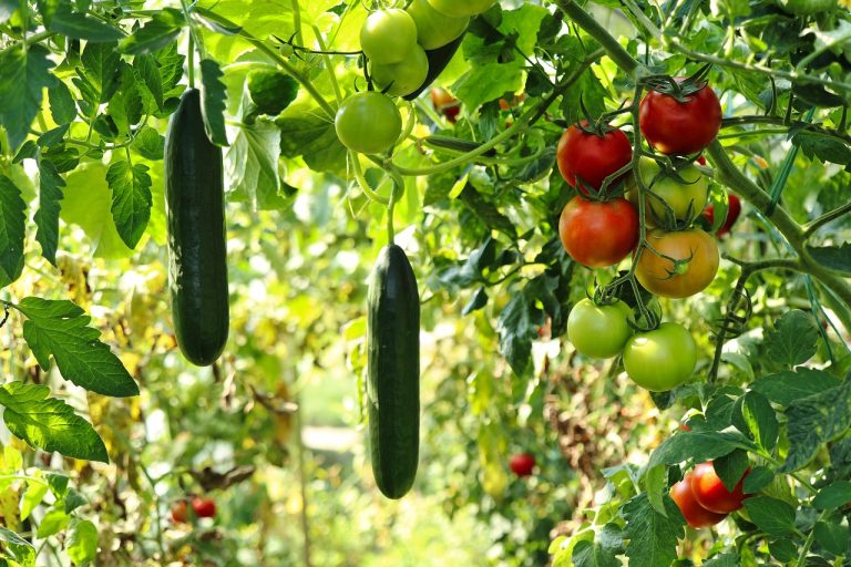cand se planteaza rosiile in solar neincalzit