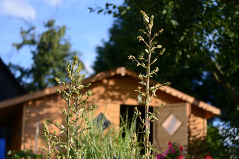 cand se planteaza yucca de gradina