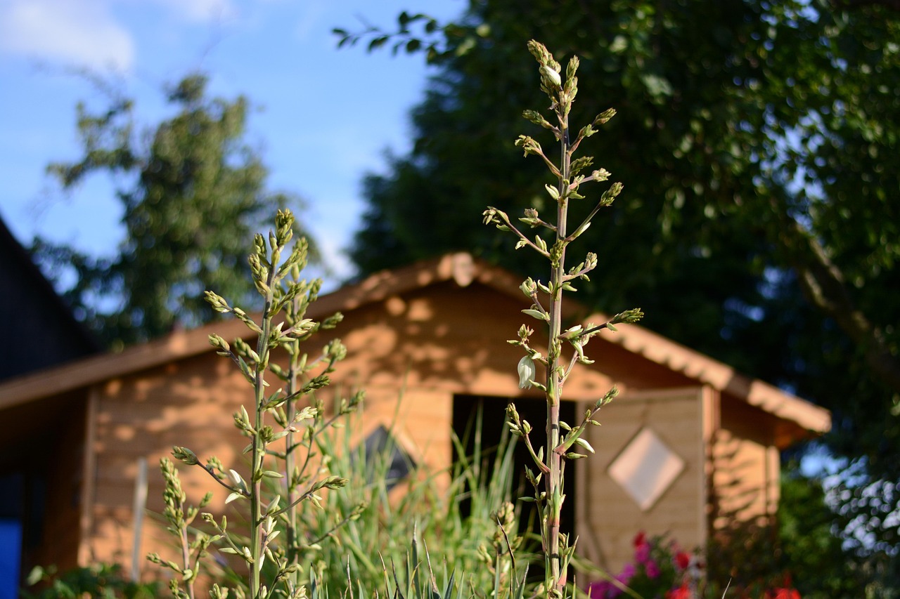 cand se planteaza yucca de gradina