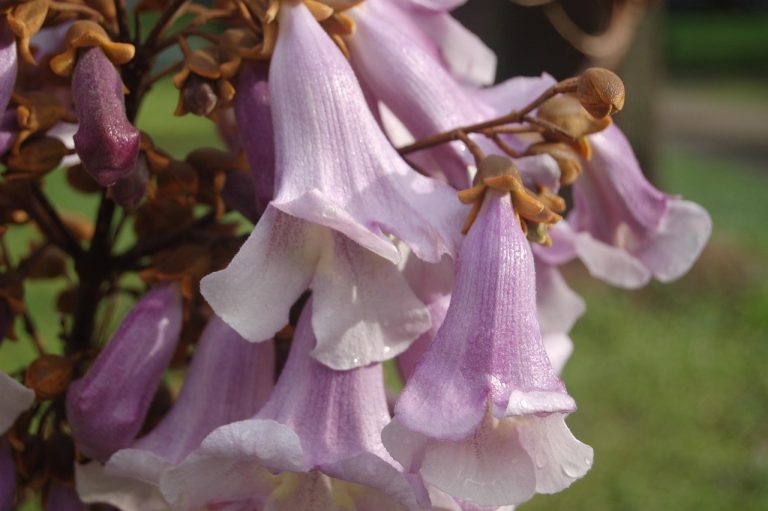 ce este paulownia