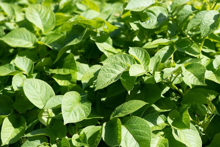 cultivarea cartofului