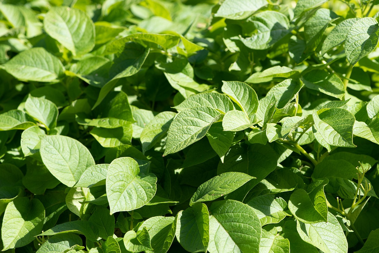 cultivarea cartofului