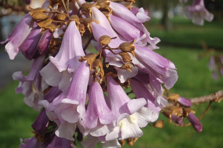 la ce distanta de casa se planteaza paulownia