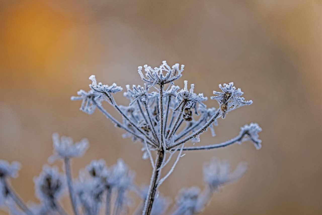 la ce temperatura ingheata plantele