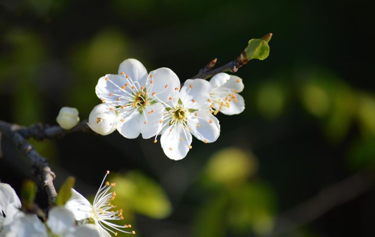 orientarea altoiului la plantarea pomilor fructiferi