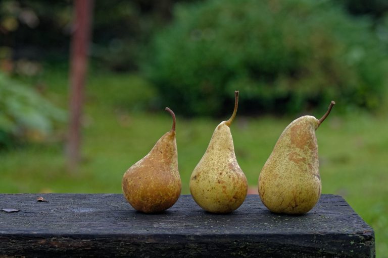 soiuri de pere de toamna