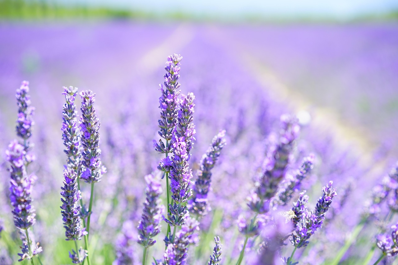 soiuri de lavanda