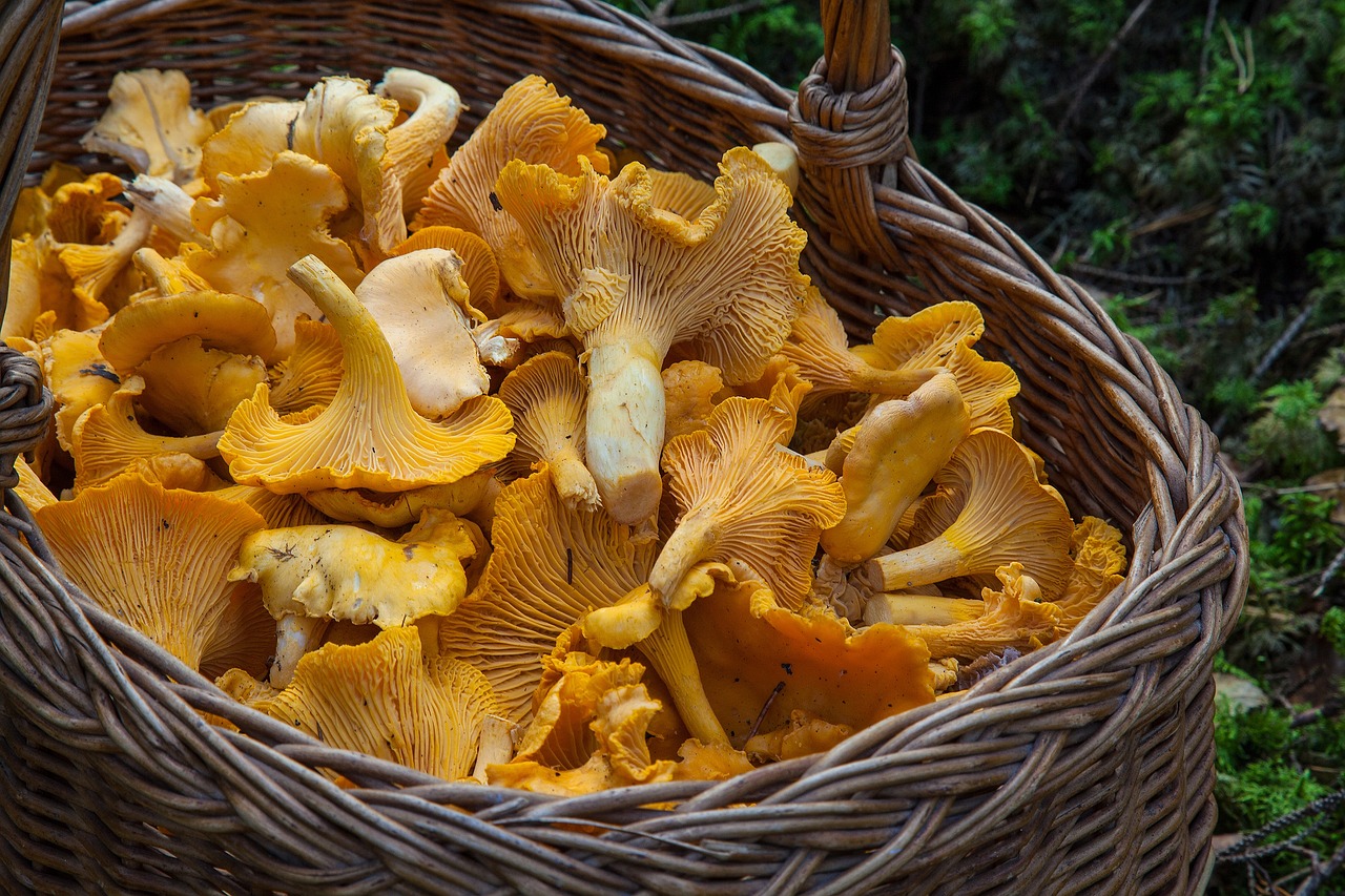 soiuri de ciuperci comestibile