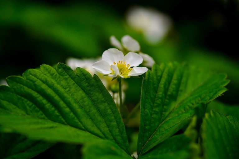 soiuri de capsuni care rodesc tot anul