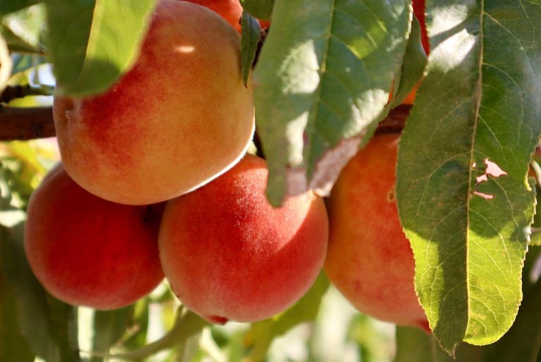 soiuri de piersic rezistente la ger