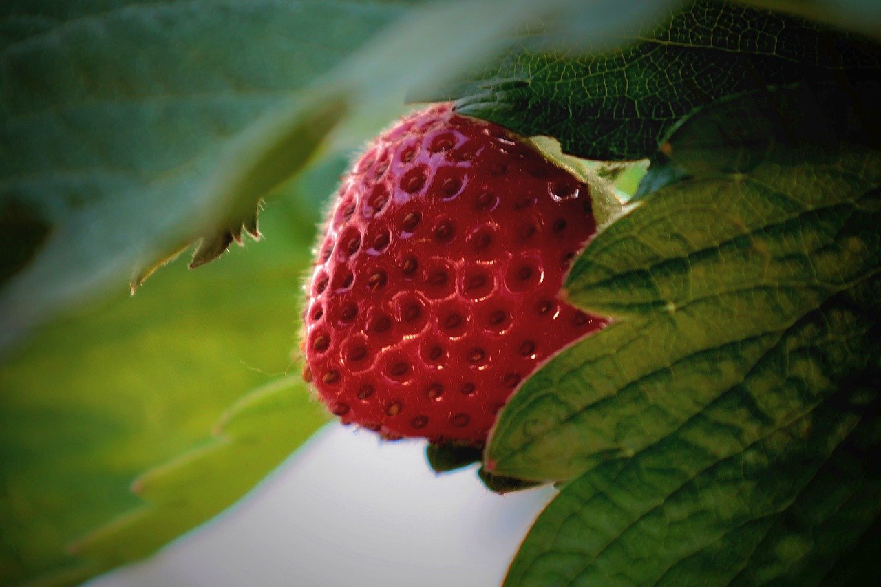 schema de plantare a capsunilor