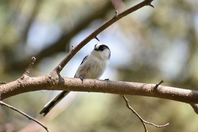 schema de plantare a ardeilor