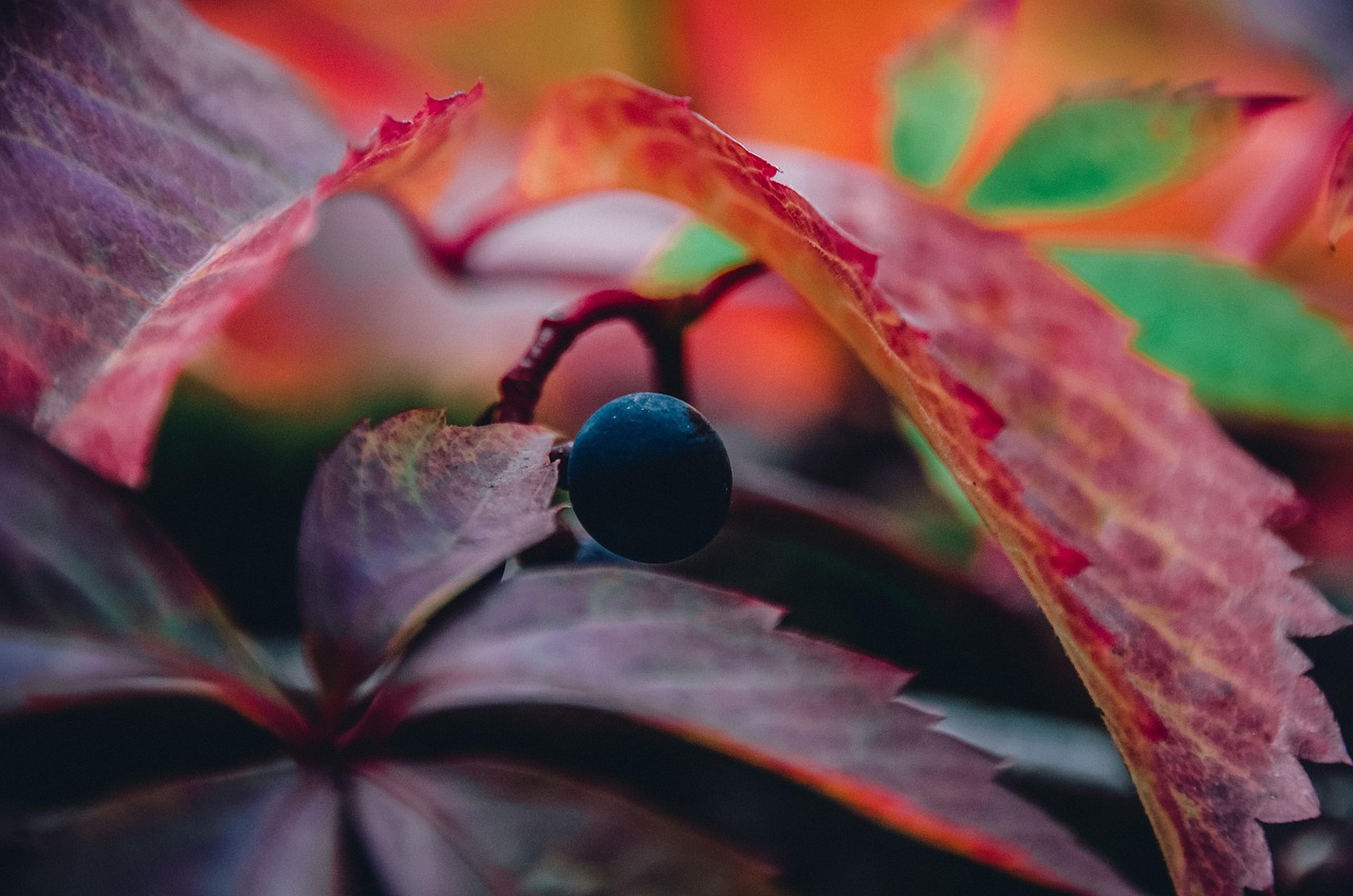 soiuri de struguri moldovenesti