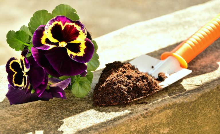 plantarea florilor in ghiveci