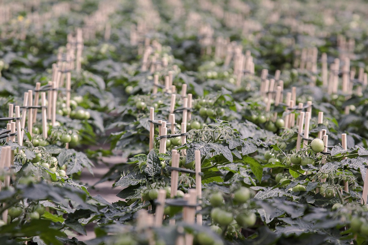 plantarea rosiilor in solar cu folie