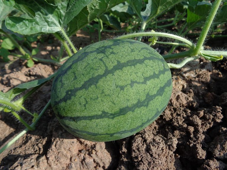 plantarea semintelor de pepene verde